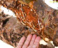 Бял Тамян донесен от ОМАН 100% натурален !!!