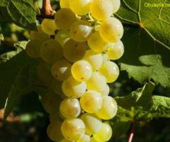 Продавам грозде – Памид,Каберне совиньон,Мускат отонел.