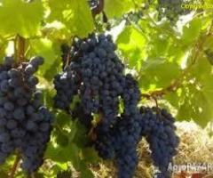 Продавам грозде – Мускат отонел, Каберне совиньон, Памид.
