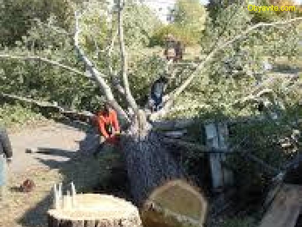 Добрич - Режа високи дървета почиствам дворове - 0893831515